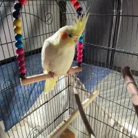 عروس هلندی|پرنده|فشاپویه, |دیوار