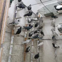فنج.کبوتر .قناری