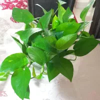 قلمه پتوس ۲۰ تومن