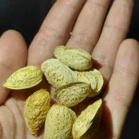 بادام کاغذی درجه یک اعلا