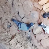 کبوتر مسافتی|پرنده|زرین آباد, |دیوار