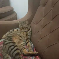 گربه نژاد دش