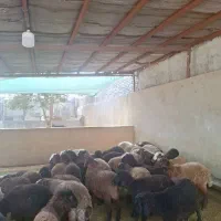 بره از ۲۰ کیلو تا ۴۰ کیلو عمده و تکی|حیوانات مزرعه|کرج, شهرک نهال و بذر|دیوار