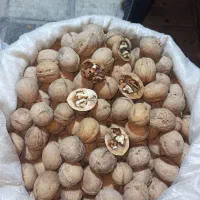 فروش گردو پوست کاغذی