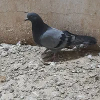 دوعدد گرفتنی|پرنده|آبادان, |دیوار