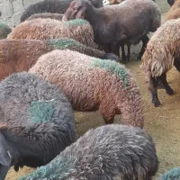 فروش همو و هترو