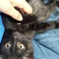 حیوان خانگی