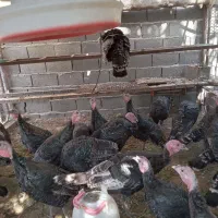 بوقلمون نرو ماده|حیوانات مزرعه|کوهسار (البرز), |دیوار