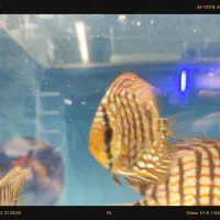 دیسکس حدود سه و سه نیم اینچ|ماهی|مشهد, فاطمیه|دیوار