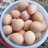 تخم مرغ محلی  تازه