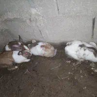 خرگوش