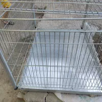 قفسه پرنده  نو|لوازم جانبی حیوانات|تاکستان, |دیوار