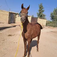 شوشتر شعبیه|اسب و تجهیزات اسبسواری|شوشتر, |دیوار