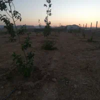 زمین کشاورزی مناسب برای گلخانه و باغ ویلا|فروش زمین و ملک کلنگی|اهواز, زیتون کارمندی|دیوار