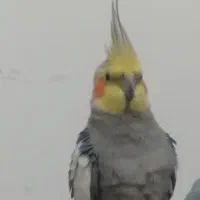 عروس هلندی سخنگو همراه با قفس و همه لوازم و خوراک