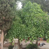 خانه ویلایی دربست|اجارهٔ خانه و ویلا|اصفهان, اصفهانک|دیوار