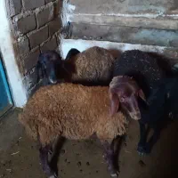 فروش چهار راس بره دشتی|حیوانات مزرعه|کرانی, |دیوار