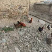 خروس|حیوانات مزرعه|دینور, |دیوار