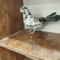 کبوتر کفتر پرنده|پرنده|مشگین شهر, |دیوار