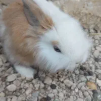 فروش بچه خرگوش|موش و خرگوش|فیروزآباد (فارس), |دیوار