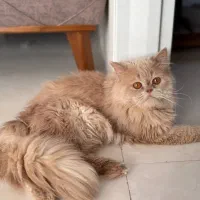 گربه بریتیش پرشین نر جهت جفت گیری