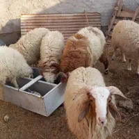 گوسفند|حیوانات مزرعه|دشت آزادگان, |دیوار