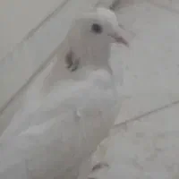 کفتر|پرنده|تهران, عباسی|دیوار
