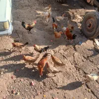 خروس محلی ۱۰ عدد|حیوانات مزرعه|ویسیان, |دیوار