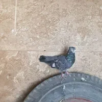 کبوتر پرشی ساده سبز و کاکلی