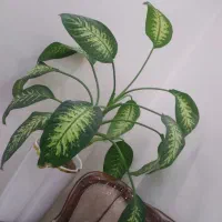 گل دیفن باخیا