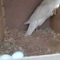 طوطی برزیلی با تخم و جوجه عروس هلندی|پرنده|بندرعباس, |دیوار