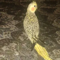مرغ مینا و عروس هلندی
