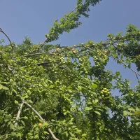 آبیاری