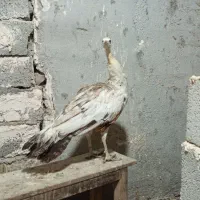 طاووس ماده سه ساله|پرنده|اردبیل, |دیوار