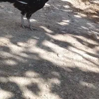 مرغ خروس|حیوانات مزرعه|بمپور, |دیوار