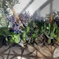 فروش انواع گل در گلدان