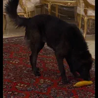 سگ گمشده در پرند