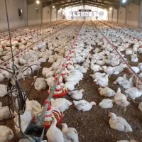 کارگر مرغداری گوشتی