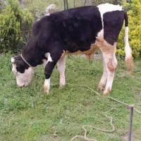 کوله خوش نسل وزیبا