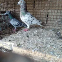 جفت سارهفترنگ ومگسی کاکلی