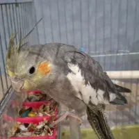 گم شده|حیوانات|اندیمشک, |دیوار