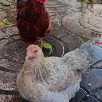 مرغ خروس رسمی