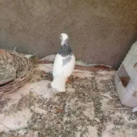 لباس|لباس|فردوس (خراسان), |دیوار