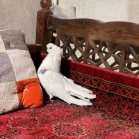 کبوتر نوک قنار|پرنده|الوند, |دیوار