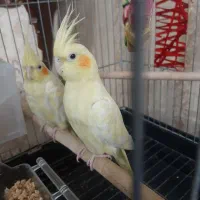 عروس هلندی مولد