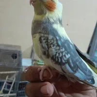 جوجه عروس هلندی دستی