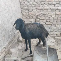 یک راس شیشک