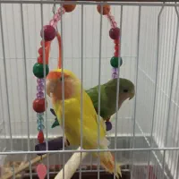 طوطی برزیلی|پرنده|مریوان, |دیوار