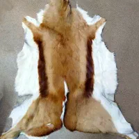 آهو پوست وارداتی مناسب حرز امام جواد و...