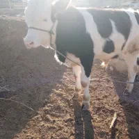 گوساله سیمینتال وهلشتاین اصیل